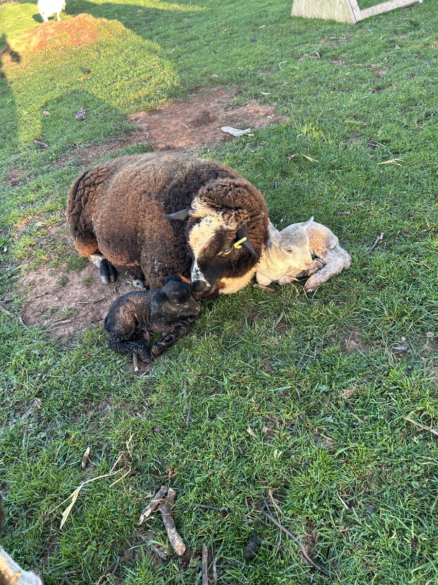 Ding Dong stewards inquiry