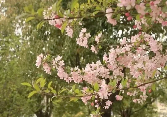 visitshaanxi's tweet image. This spring, escape to Shizigou Ranch in Hanzhong, Shaanxi. Ride, hike, or relax on the lush grasslands—where nature's beauty and peace await! 🌿🌸

#VisitShaanxi #InsideShaanxi #SpringOuting #ShaanxiBeauty #TravelShaanxi
xhs @咪姐的后花园