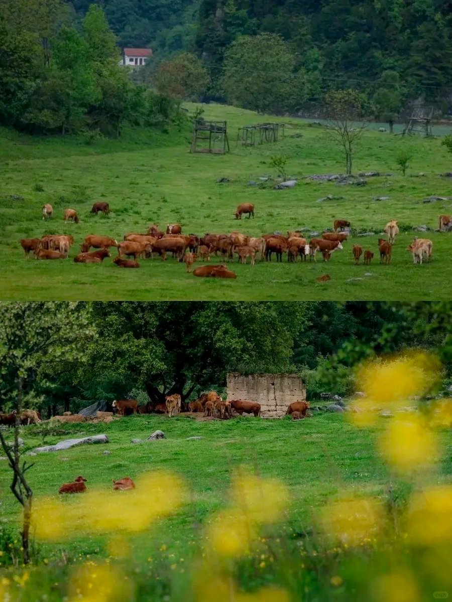 visitshaanxi's tweet image. This spring, escape to Shizigou Ranch in Hanzhong, Shaanxi. Ride, hike, or relax on the lush grasslands—where nature's beauty and peace await! 🌿🌸

#VisitShaanxi #InsideShaanxi #SpringOuting #ShaanxiBeauty #TravelShaanxi
xhs @咪姐的后花园