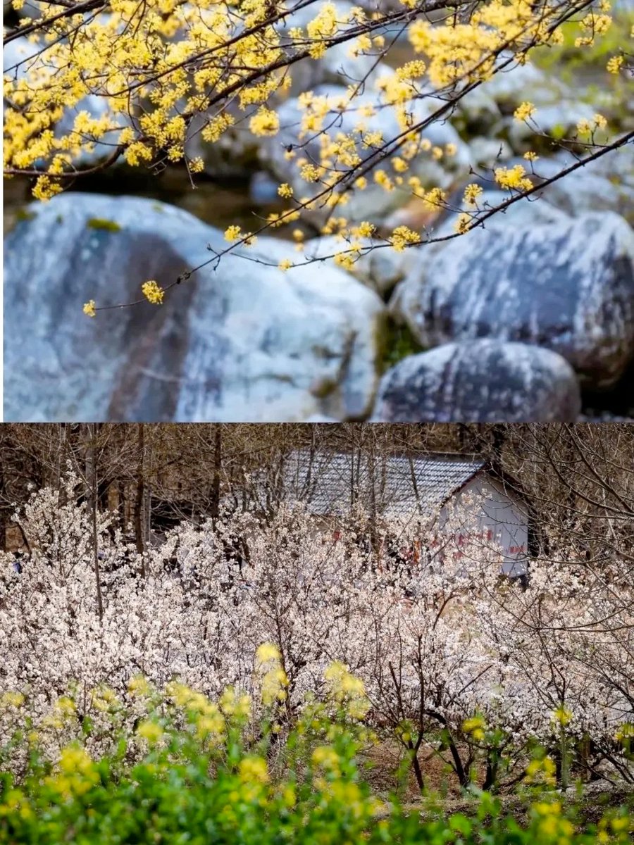 visitshaanxi's tweet image. This spring, escape to Shizigou Ranch in Hanzhong, Shaanxi. Ride, hike, or relax on the lush grasslands—where nature's beauty and peace await! 🌿🌸

#VisitShaanxi #InsideShaanxi #SpringOuting #ShaanxiBeauty #TravelShaanxi
xhs @咪姐的后花园