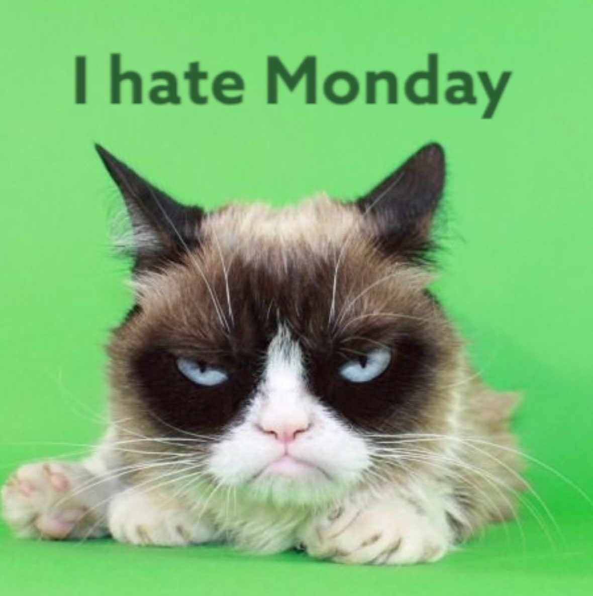 grumpy_xrpl's tweet photo. Gm. I’m always grumpy. 
But on Mondays? Even more. And then I look at this market… okay, now I’m officially unbearable. 

#GrumpyMonday #XRPL $grumpy https://t.co/SohamW6Tg7