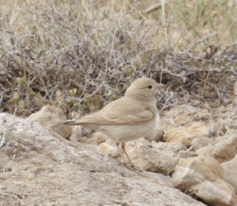 @birdsaroundcyprus Bar-tailed Lark 31 Mar 25. Cape Greco #cyprusbirds