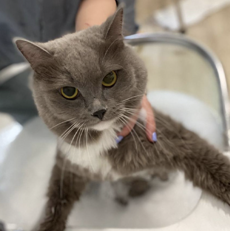 KayuJalan's tweet photo. Together, we recognise our part to play in raising awareness of better cat ownership, and actively support our community of cat owners through partnership and guidance to help them care for their cats to the best of their abilities in the home environment. https://t.co/6WVrrxKd65
