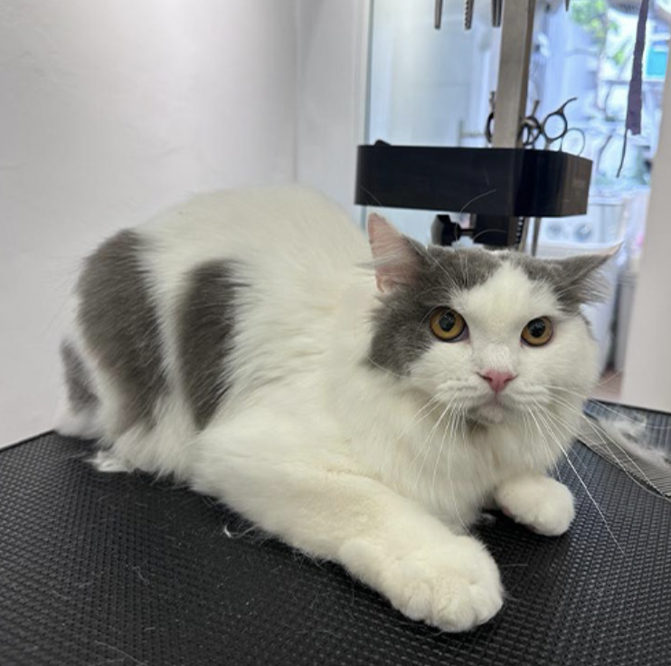 KayuJalan's tweet photo. When it comes to keeping cats clean and healthy, most cat owners dread routine tasks such as nail clipping, baths, and brushing, for fear that they are causing their pets discomfort and pain. Grooming is almost always never an enjoyable experience for both owners and their cats, and poorly-handled trips to pet salons that cater to other animals only serve to cause undue stress, reinforcing their dislike for being handled by strangers. More often than not, this leads to excessive shedding, matting and long-term poor care of companion cats.

We believe that grooming cats should be a pleasant, stress-free experience for both pets and their owners.

At Nekomori, our team is professionally trained to handle cats of all ages and temperaments. We do not condone the use of excessive or negative behaviour to complete grooming sessions. Our guiding principles mean that the cat grooming experience is always completed at a pace that is comfortable for your feline friend, so that each subsequent visit is one to look forward to instead of dislike.