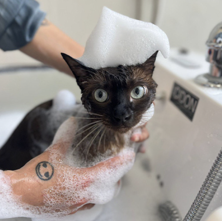 KayuJalan's tweet photo. When it comes to keeping cats clean and healthy, most cat owners dread routine tasks such as nail clipping, baths, and brushing, for fear that they are causing their pets discomfort and pain. Grooming is almost always never an enjoyable experience for both owners and their cats, and poorly-handled trips to pet salons that cater to other animals only serve to cause undue stress, reinforcing their dislike for being handled by strangers. More often than not, this leads to excessive shedding, matting and long-term poor care of companion cats.

We believe that grooming cats should be a pleasant, stress-free experience for both pets and their owners.

At Nekomori, our team is professionally trained to handle cats of all ages and temperaments. We do not condone the use of excessive or negative behaviour to complete grooming sessions. Our guiding principles mean that the cat grooming experience is always completed at a pace that is comfortable for your feline friend, so that each subsequent visit is one to look forward to instead of dislike.