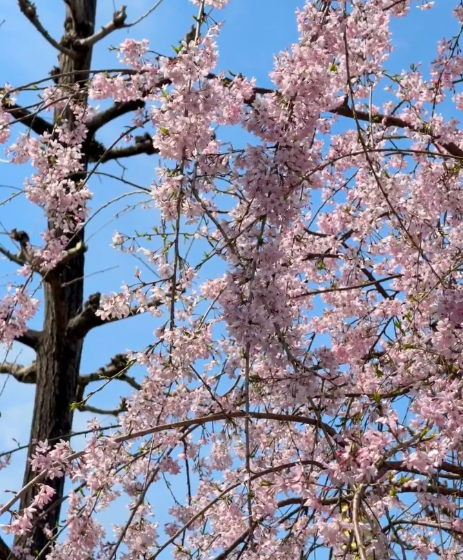 RelawanJokowi14's tweet photo. 風が吹くと,空気まで桜の匂いに変わります https://t.co/qzFu1gNsmt