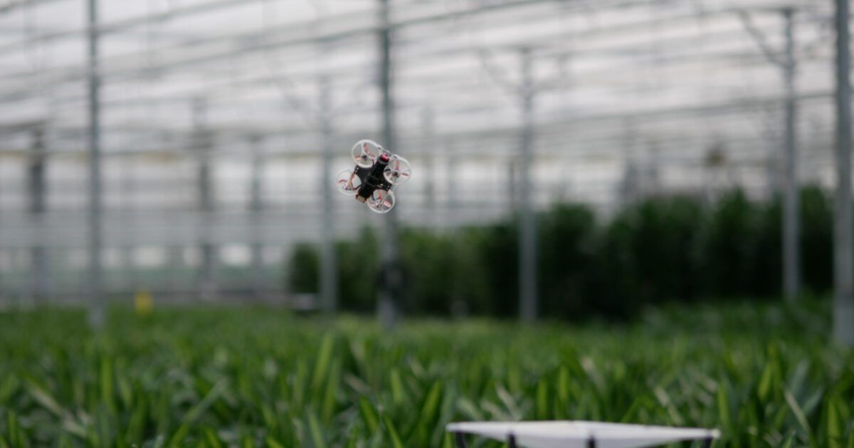 foodlog_nl's tweet photo. Vliegende robotjes houden de motten weg
https://t.co/Dsd2Q68Ayi #robot #gewasbescherming #spuiten #gewas #plaagdetectie #ai #drones #insecten #digitalfood https://t.co/4boMzgKEI4
