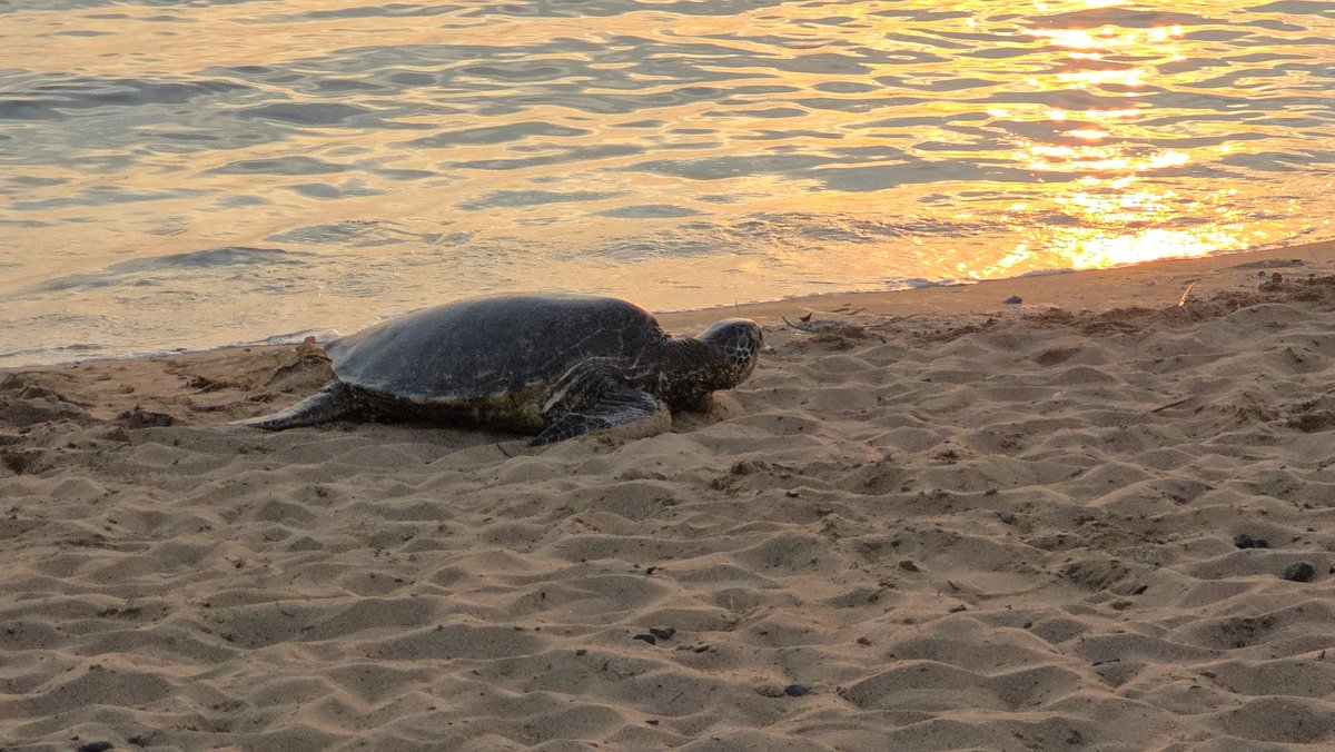This honu's dream came true today! We saw not just one but TEN sea turtles come to the beach at sunset to sleep for the night! 😍😍😍 #OlusAdventures