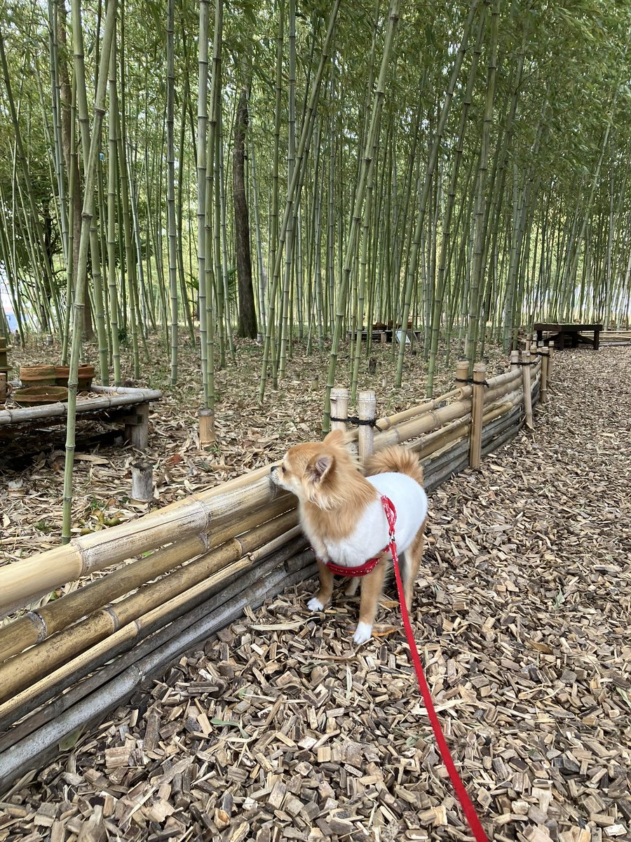 おさんぽ
#チワワ