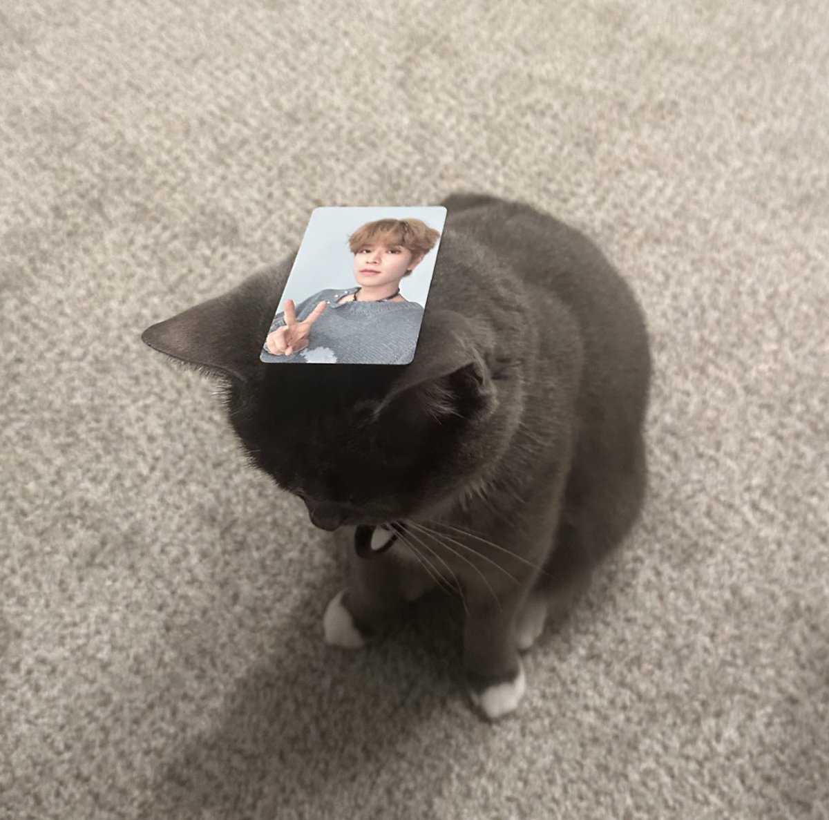 phoenixwright's tweet photo. what it’s like to have seungmin on ur mind https://t.co/MdmFsnq3SX