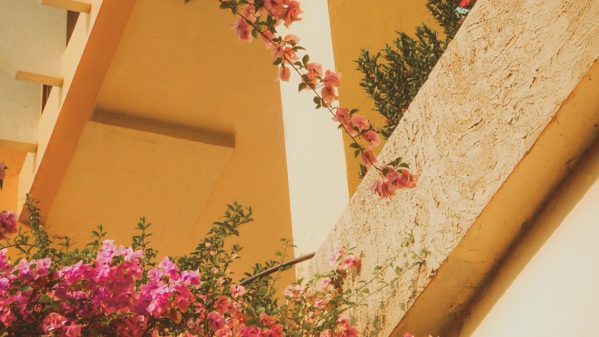 _themamara's tweet image. 