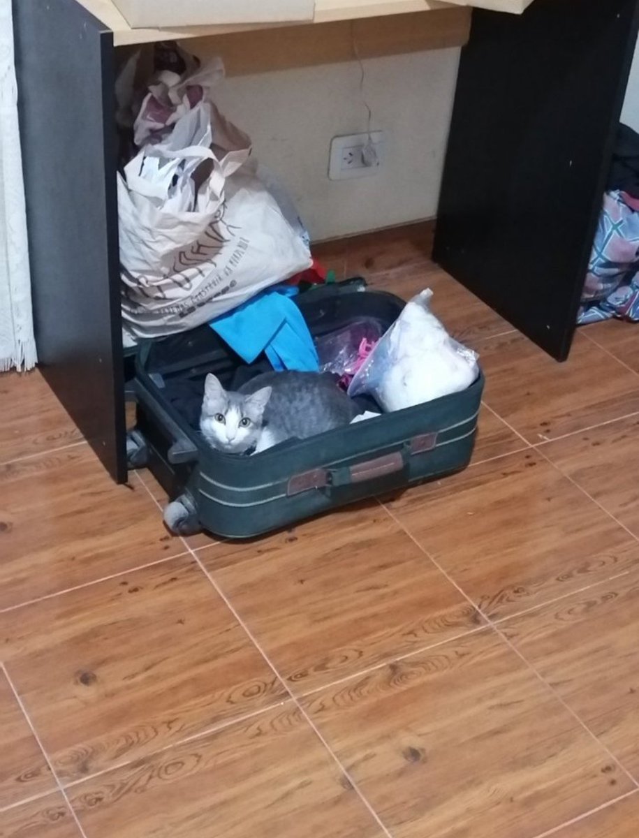 aki_chii5's tweet image. 愛猫が暮らすその家は、いつも知る価値のある人の家になる

#CatsLover #CatsOfTwitter #catsofworld #CatsAreFamily