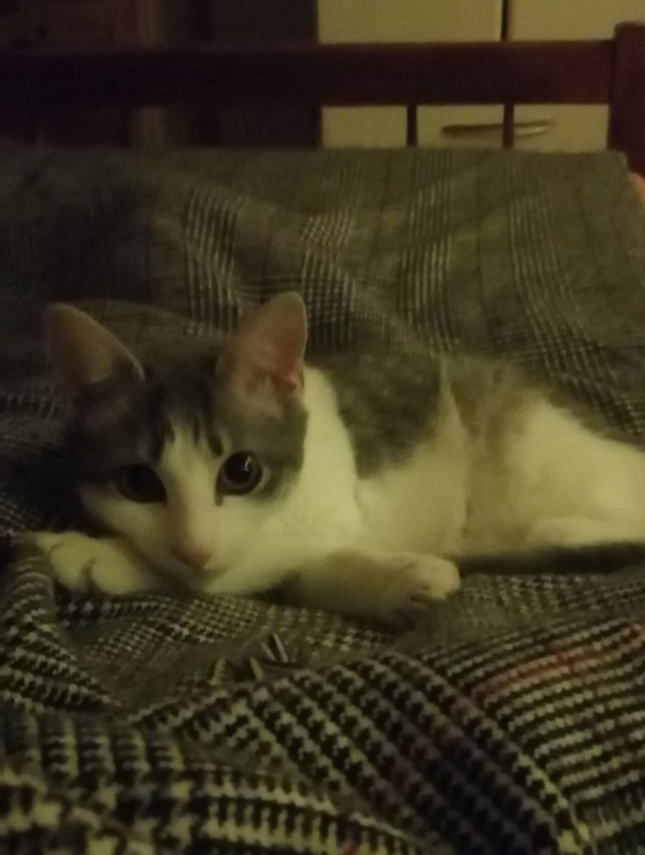 aki_chii5's tweet image. 愛猫が暮らすその家は、いつも知る価値のある人の家になる

#CatsLover #CatsOfTwitter #catsofworld #CatsAreFamily