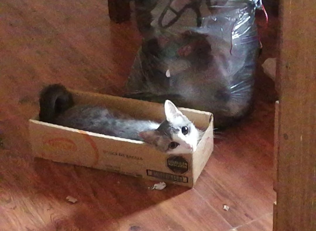 aki_chii5's tweet image. 愛猫が暮らすその家は、いつも知る価値のある人の家になる

#CatsLover #CatsOfTwitter #catsofworld #CatsAreFamily