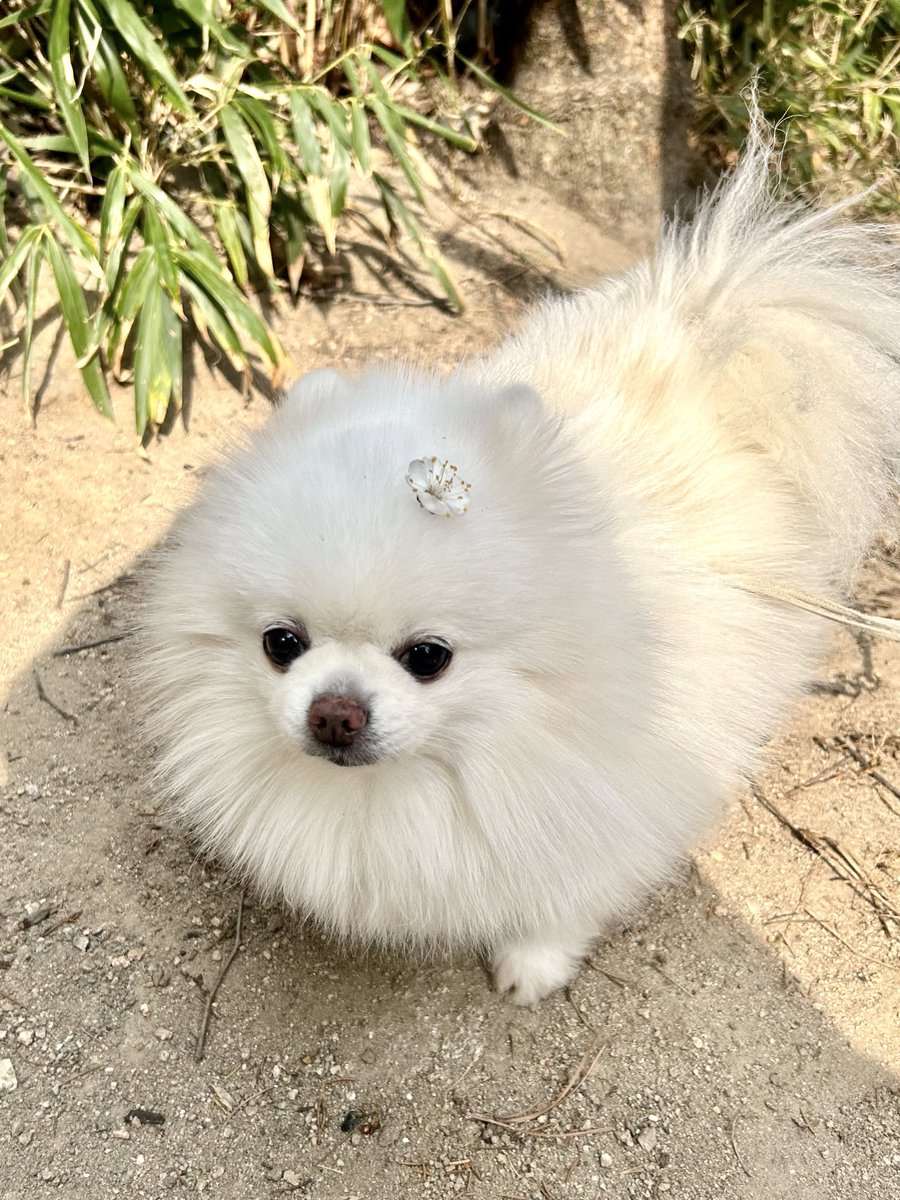 지후 Jihoo tweet media