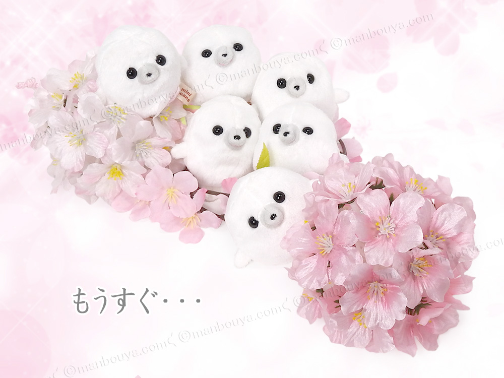 ミニビーンズアザラシのご予約を明日4月1日20時頃より開始いたします。発送は4月8日頃から順次となる予定です。皆様どうぞ宜しくお願い致します。まんぼう屋ドットコム　manbouya.com/?pid=104796016