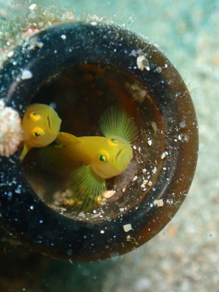 【お知らせ】
4月2日にご飯会を行います！

サークルが決まってない方、ダイビングや魚に興味がある方、新しいことを始めたい方、新入生の方は誰でも気軽に参加してください‼️

集合場所:騎射場公園
時間:18時半

用意するものは特にないです！

質問等がありましたらDMお願いします🙇

#春から鹿大