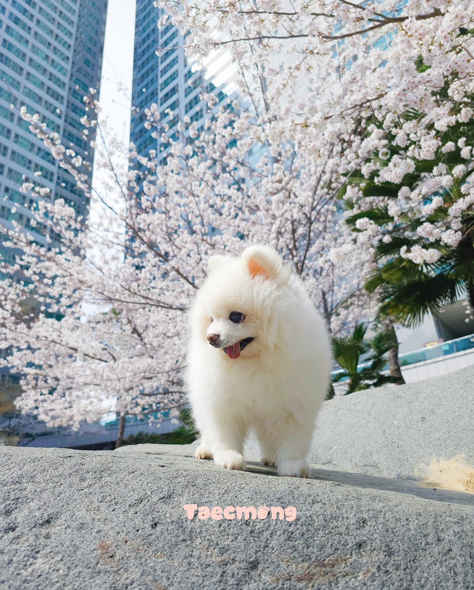 busannuya's tweet photo. 울 아파트에 벚꽃이 만개했다 ㅋㅋ
울 택몽이도 같이 찍어봄~🌸🌸🌸

#택몽 #Taecmong #벚꽃 https://t.co/VDHCHGkbgR