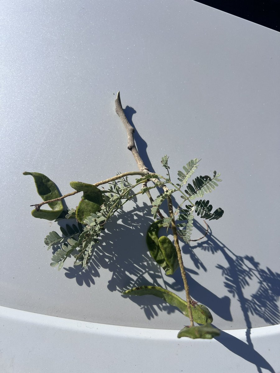 نبات اللال ( الشيبهان/المشابهه)تتميز بالتكاثر عبر الجذور مما يجعلها تكوّن مستعمره كما في الصوره