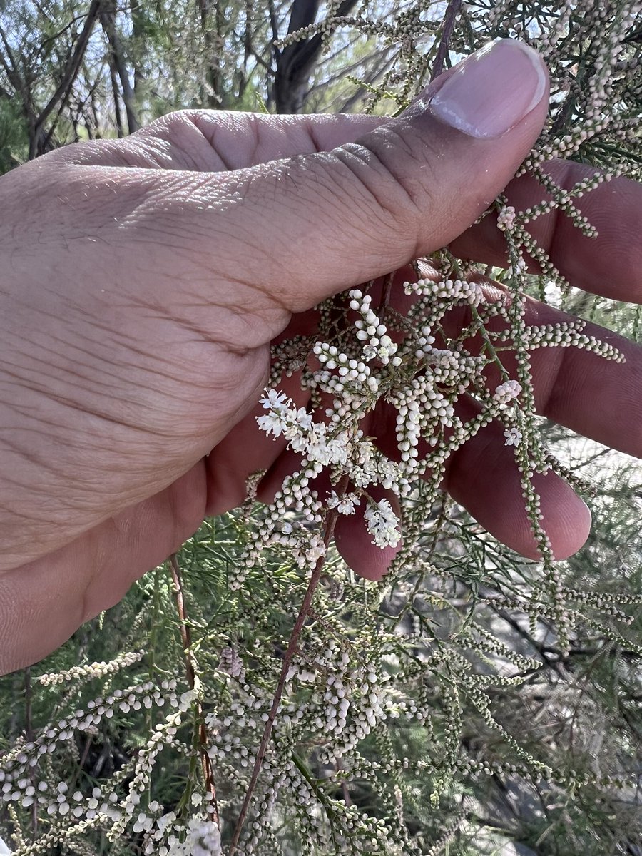 نبات العرين