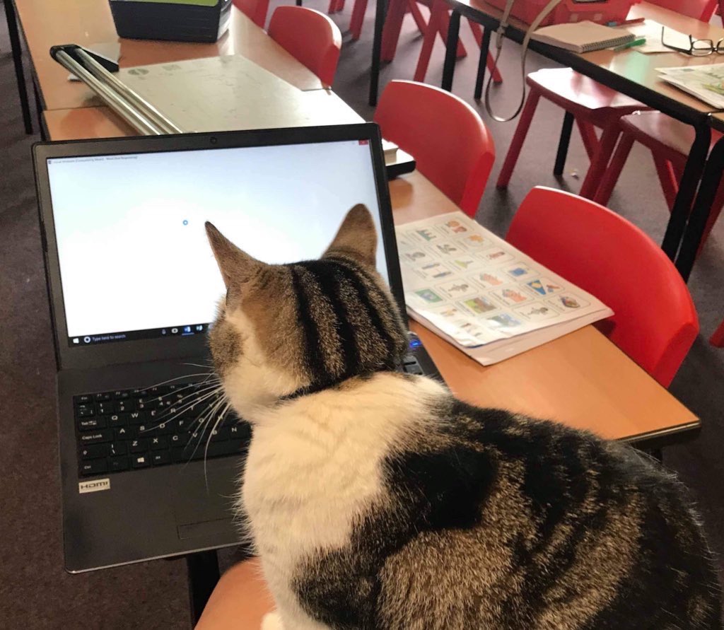 Some days the school IT tech team had to be out in force to make sure everything was running smoothly!
#Cats #CatsofTwitter #Hedgewatch