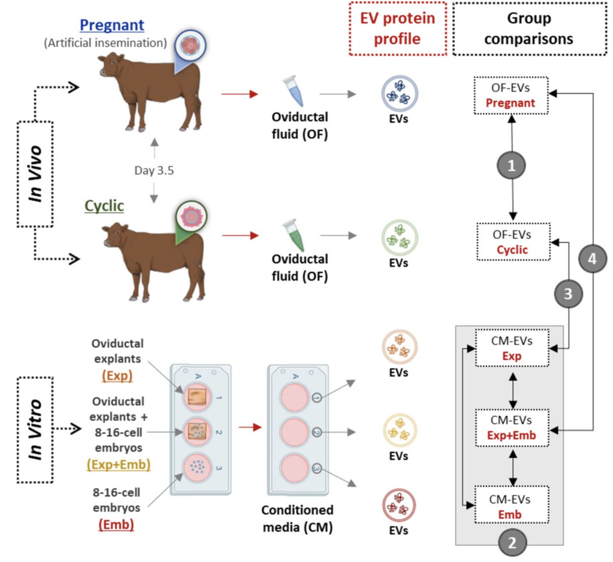 CIC bioGUNE (@cicbiogune) on Twitter photo #bioGUNE_Research | 🔬Unlocking new possibilities in assisted reproduction
A study led by <a href="/INIA_es/">INIA-CSIC</a> with <a href="/Exosome_UPLC_MS/">Juan Falcon</a> <a href="/Ikerbasque/">Ikerbasque</a> #CICbioGUNE <a href="/brta_eus/">BRTA - Basque Research and Technology Alliance</a> researchers uncovers how extracellular vesicles (#EVs) impact maternal-embryonic communication
🔗 ow.ly/QCMB50Vrknz #bioGUNE_Research | 🔬Unlocking new possibilities in assisted reproduction
A study led by <a href="/INIA_es/">INIA-CSIC</a> with <a href="/Exosome_UPLC_MS/">Juan Falcon</a> <a href="/Ikerbasque/">Ikerbasque</a> #CICbioGUNE <a href="/brta_eus/">BRTA - Basque Research and Technology Alliance</a> researchers uncovers how extracellular vesicles (#EVs) impact maternal-embryonic communication
🔗 ow.ly/QCMB50Vrknz