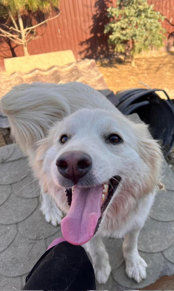 Second Chance Dog Rescue tweet media