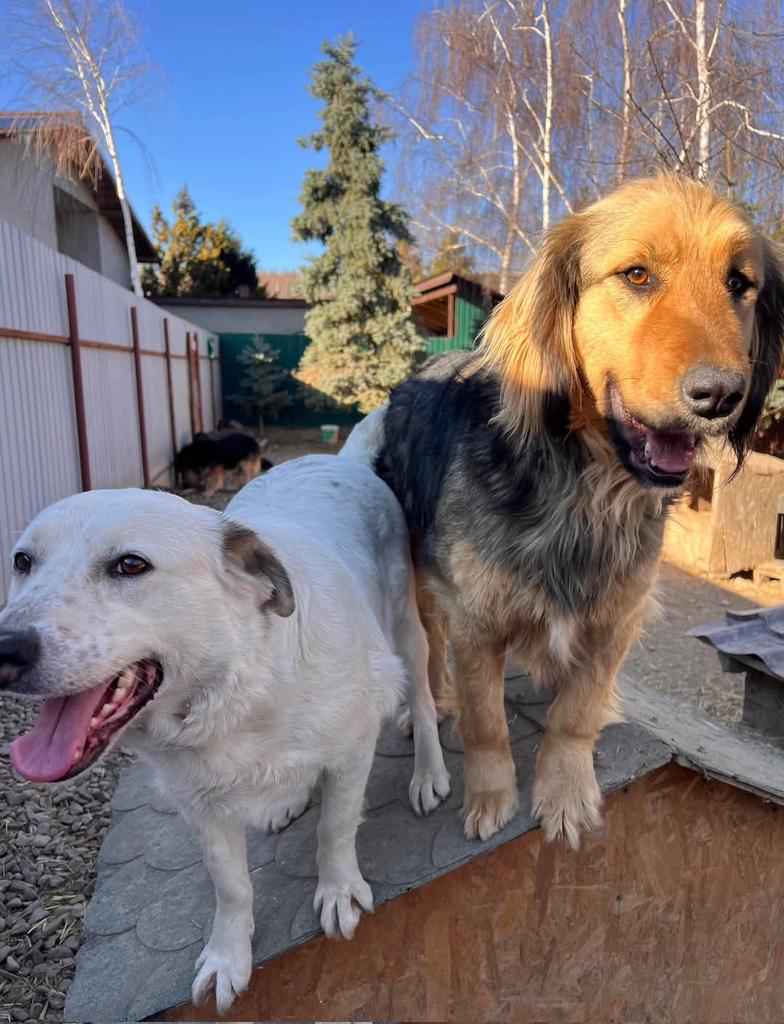 BONDED PAIR LOLA &amp; LOGAN ARE DESPERATELY LOOKING FOR A HOME TOGETHER

Last chance for Lola and Logan to be adopted together 💔💔

These 2 have been waiting so long now and we know their chances are so small for someone looking to adopt 2 dogs together. 

secondchancedogrescue.co.uk/overseas-adopt…
