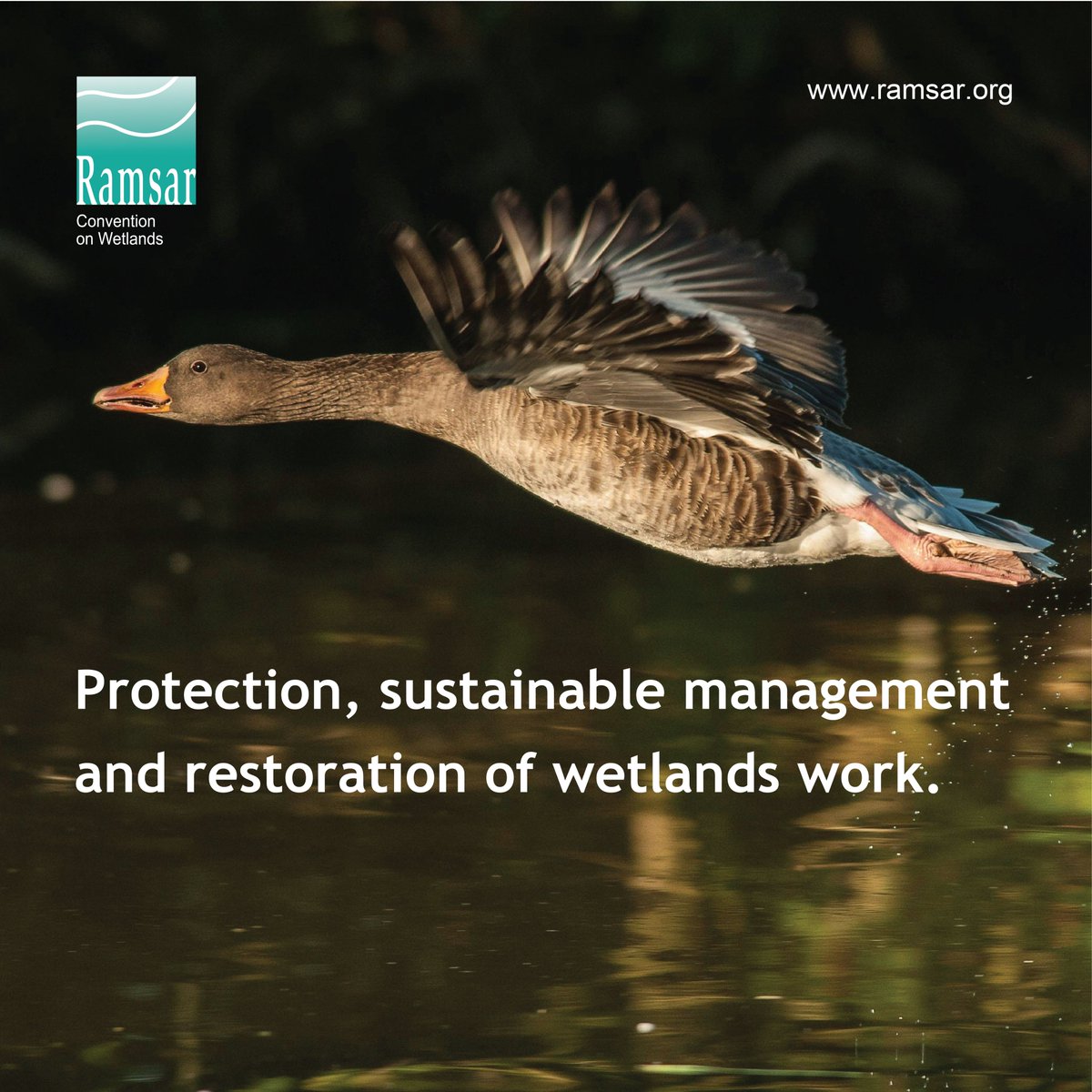 🌍 Countries around the world are taking action to restore their wetlands, recognizing their vital role in sustaining life.

With climate change, biodiversity loss and pollution accelerating the effects of wetland degradation, urgent and accelerated efforts are crucial.