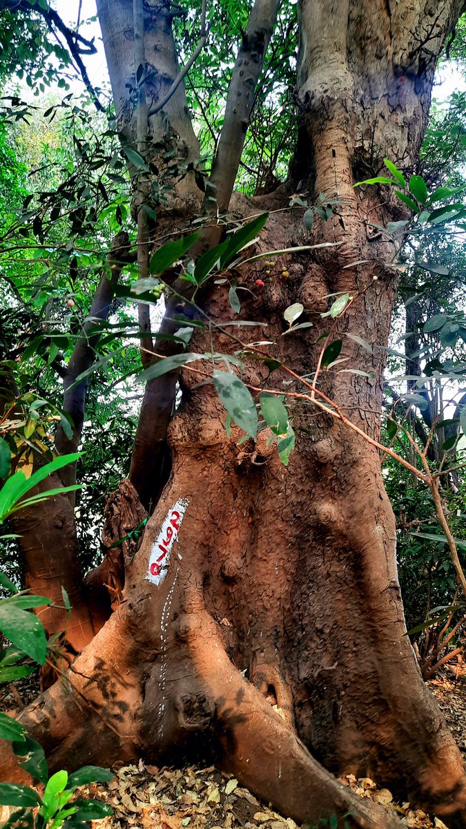 vandymini's tweet image. 🙏Pls support. 🌳Preserving sacred groves is key to climate resilience. Let&apos;s save the beautiful Ram-Mula Devrai, last sacred grove of #Pune city. #SaveRamMulaDevrai @moefcc @MahaForest @UNEP @UNFCCC

@Dev_Fadnavis @NaikSpeaks @KVSinghMPGonda @PMOIndia