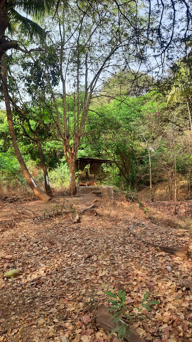vandymini's tweet image. 🙏Pls support. 🌳Preserving sacred groves is key to climate resilience. Let&apos;s save the beautiful Ram-Mula Devrai, last sacred grove of #Pune city. #SaveRamMulaDevrai @moefcc @MahaForest @UNEP @UNFCCC

@Dev_Fadnavis @NaikSpeaks @KVSinghMPGonda @PMOIndia