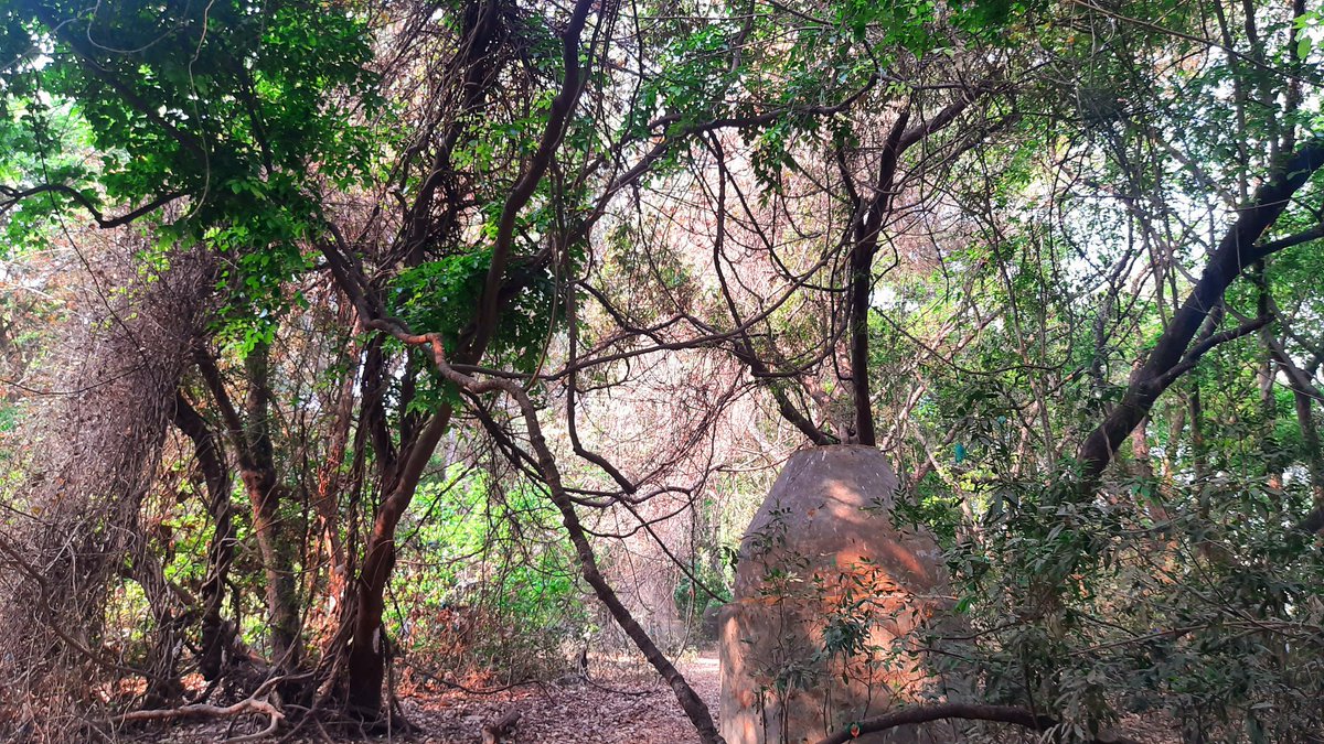 vandymini's tweet image. 🙏Pls support. 🌳Preserving sacred groves is key to climate resilience. Let&apos;s save the beautiful Ram-Mula Devrai, last sacred grove of #Pune city. #SaveRamMulaDevrai @moefcc @MahaForest @UNEP @UNFCCC

@Dev_Fadnavis @NaikSpeaks @KVSinghMPGonda @PMOIndia