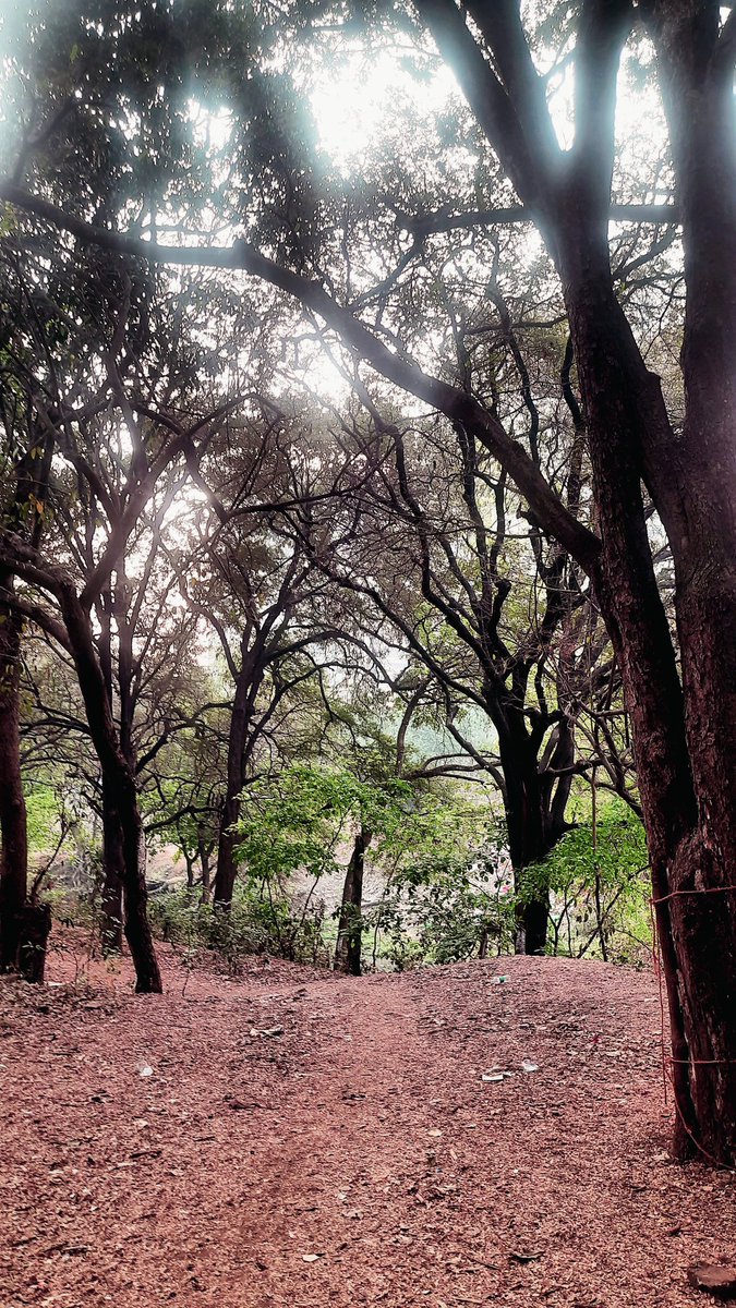 vandymini's tweet image. 🙏Pls support. 🌳Preserving sacred groves is key to climate resilience. Let&apos;s save the beautiful Ram-Mula Devrai, last sacred grove of #Pune city. #SaveRamMulaDevrai @moefcc @MahaForest @UNEP @UNFCCC

@Dev_Fadnavis @NaikSpeaks @KVSinghMPGonda @PMOIndia