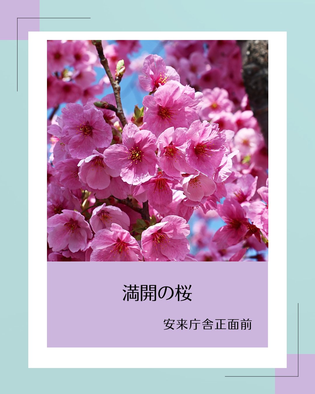 桜❀　0507 安来市 on X: 