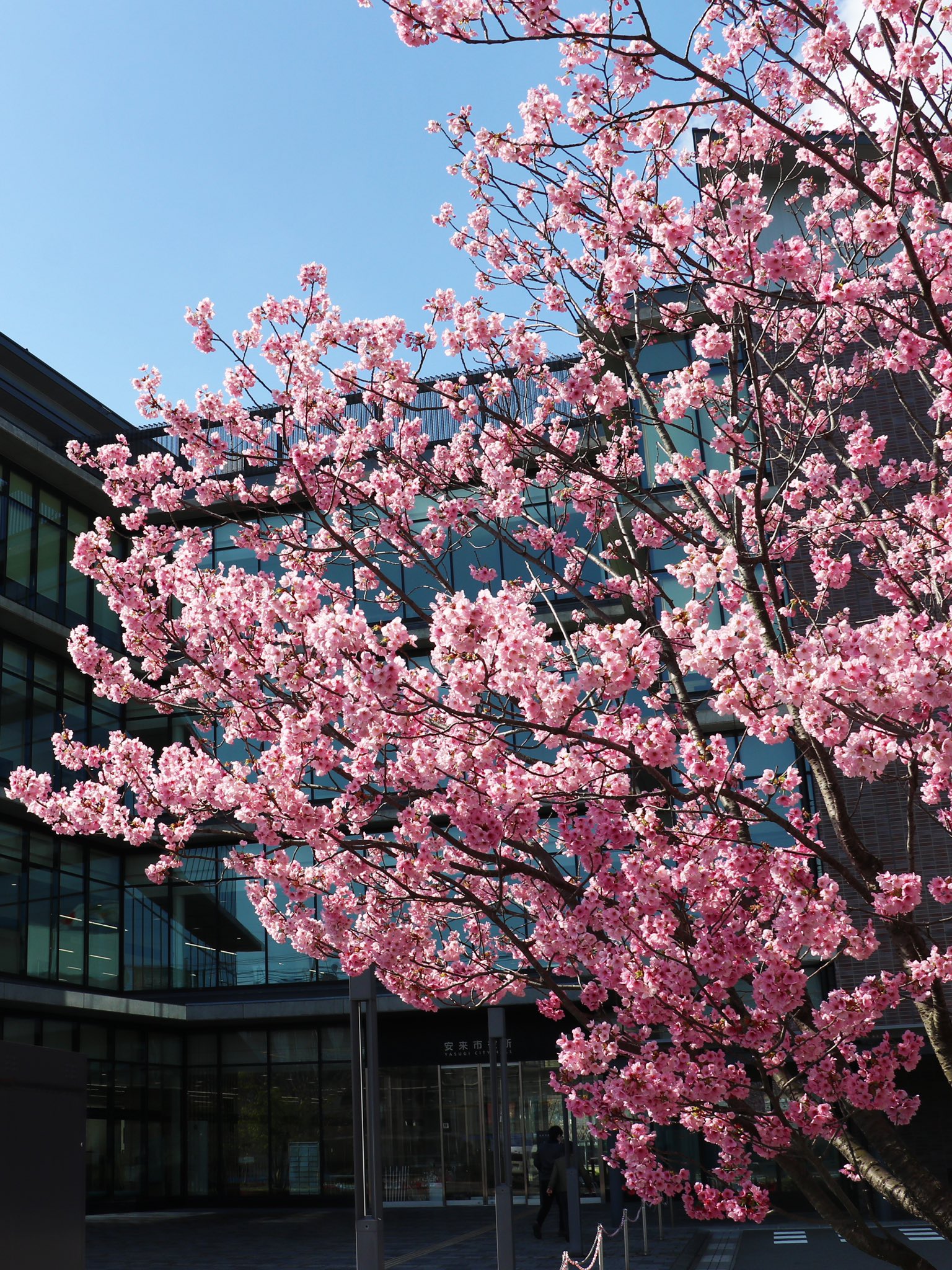 桜 imgrc0101186729.jpg