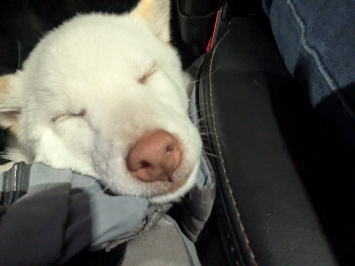 柴犬を我が家にお迎えしてから初めてのドライブの帰り、とても満足そうな寝顔だったので載せたい(尊い)