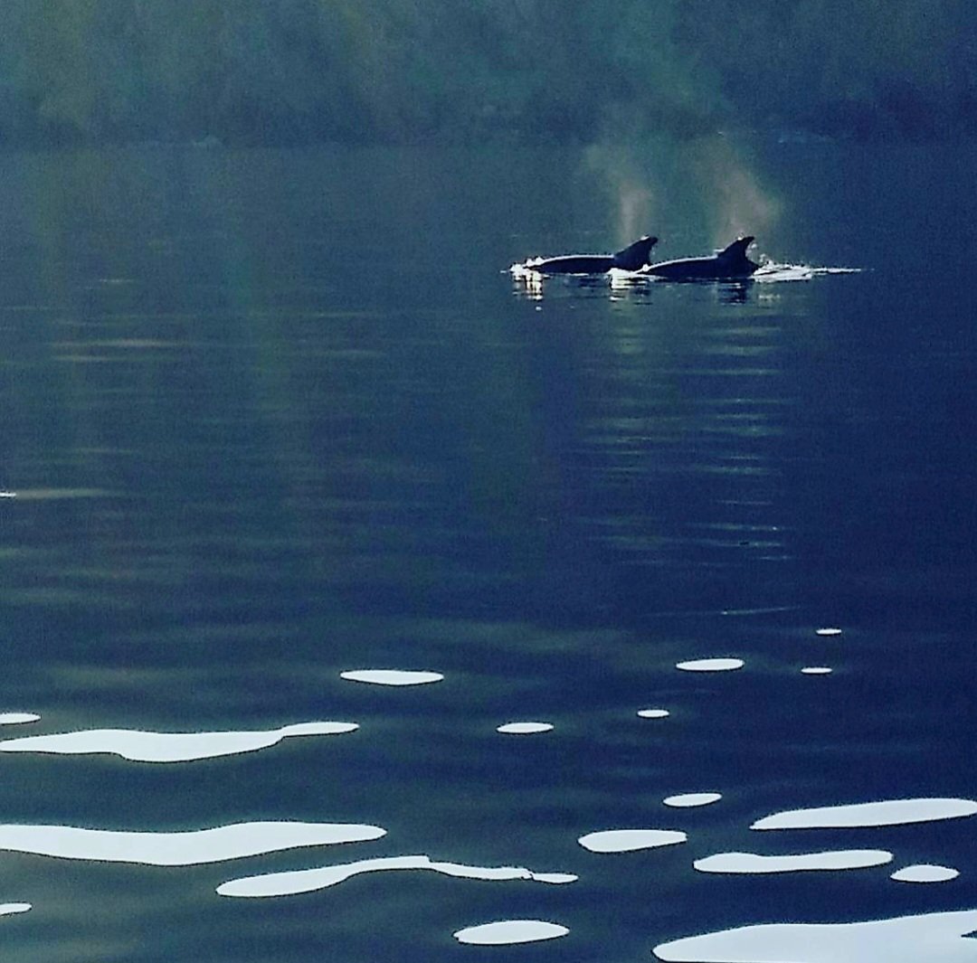 Σεπτέμβρης του '17, βγήκαμε στα ανοιχτά με τον μπαμπά για ψάρεμα.
Ξαφνικα εμφανίζονται αυτά τα 2 δελφινάκια. Η χαρά απερίγραπτη. Πρώτη φορά έβλεπα στο νησί!
Η φώτο βγήκε εντελώς στην τύχη μιας και με τύφλωνε ο ήλιος.
Από τις πιο όμορφες αναμνήσεις μου 🥹
#Θαλασσα_challenge
