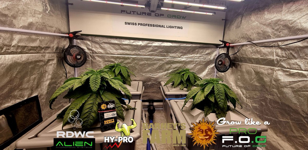 Dabbing Yak &amp; Friends Grow Barney's Farm          - #GrowLikeAPro  - Saison 4, Vegi Day 16, Strain #CherryPoppers und #Doja #RS11xBananaOG Day16 von Barney's Farm   

Powered by F.O.G        🌱 Blackseries 600 🦇 
Hy-Pro Fertilizers      💦
&amp; Alien Hydroponic Systems