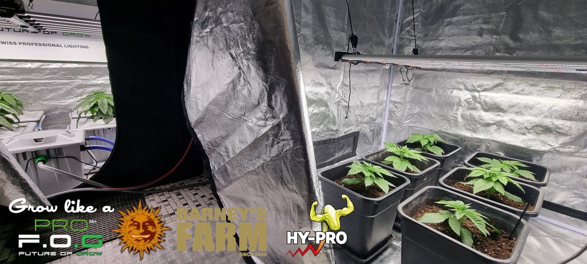 Dabbing Yak &amp; Friends Grow Barney's Farm          - #GrowLikeAPro  - Saison 4, Vegi Day 16, Strain #CherryPoppers und #Doja #RS11xBananaOG Day16 von Barney's Farm   
Powered by F.O.G        🌱 Blackseries 600 🦇 
Hy-Pro Fertilizers      💦
&amp; Alien Hydroponic Systems  🫧

#NFSOT