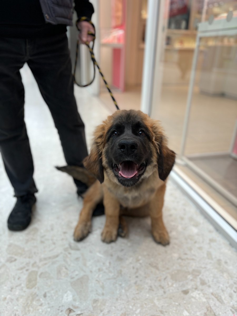 𝗤𝘂𝗮𝗱𝗿𝗮𝗻𝘁 𝗰𝗮𝗻𝗶𝗻𝗲𝘀 𝘄𝗲𝗹𝗰𝗼𝗺𝗲 🐾

We had the pleasure of meeting the gorgeous Trevor,  a Leonberger pup, getting used to ALL of the fuss from bystanders!

Pooch pals of all ages and sizes are welcome here at the Quadrant!