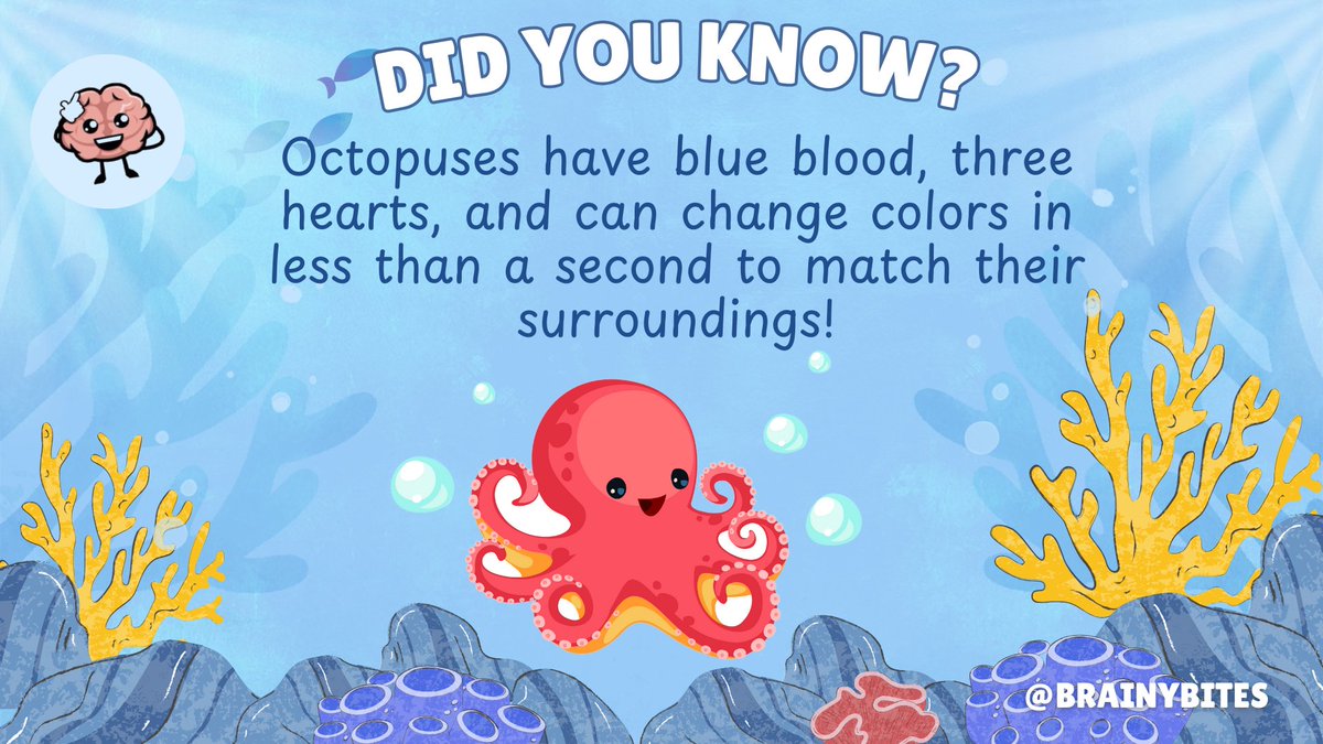 kidXbrainybites's tweet photo. 🐙 Octopuses: blue blood, triple hearts, instant camouflage masters!

Nature's most amazing shapeshifters! 🌊

Explore our collections: https://t.co/w3cEfgijpA 

#MarineBiology #OceanFacts #DidYouKnow #NatureFacts https://t.co/vzdfWR3GgR