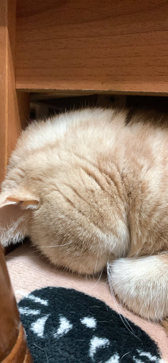 リッキー^꜆. ̫.꜀^