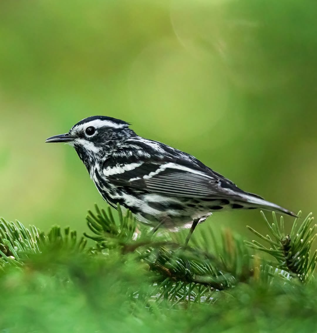 Moonlighhy's tweet image. Black-and-white Warbler