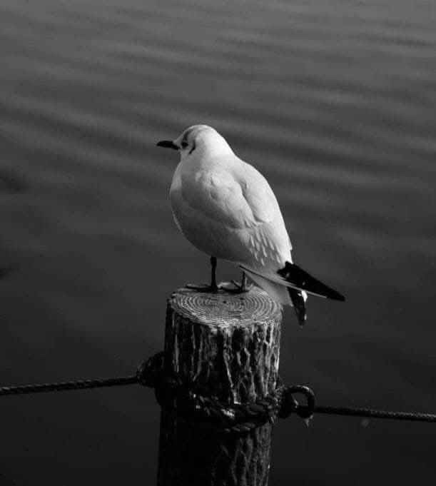 " yıkık gönlün ahı, yıkar âlemi. "