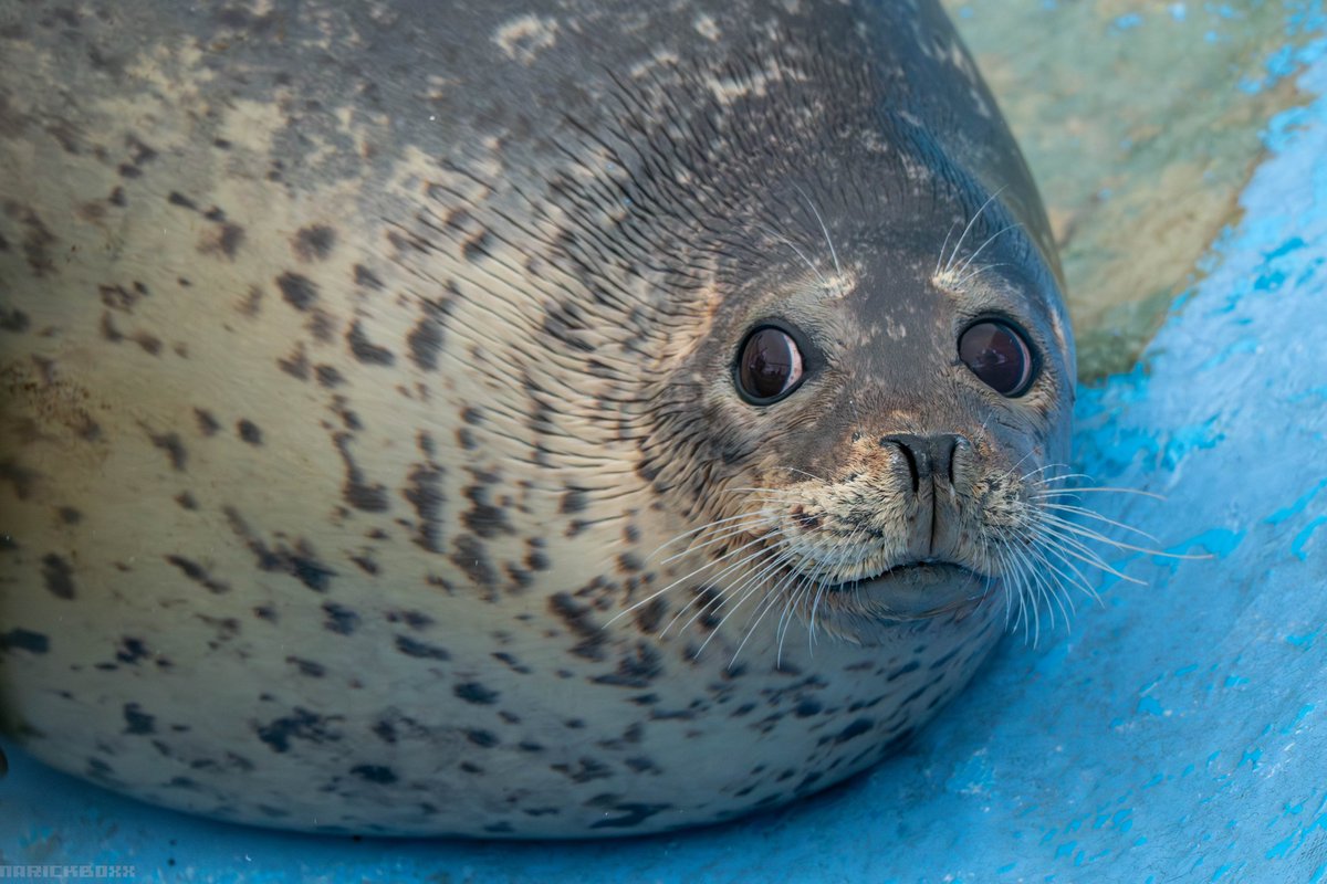 2025/03 撮影

#あざらし #アザラシ #ノシャップ寒流水族館