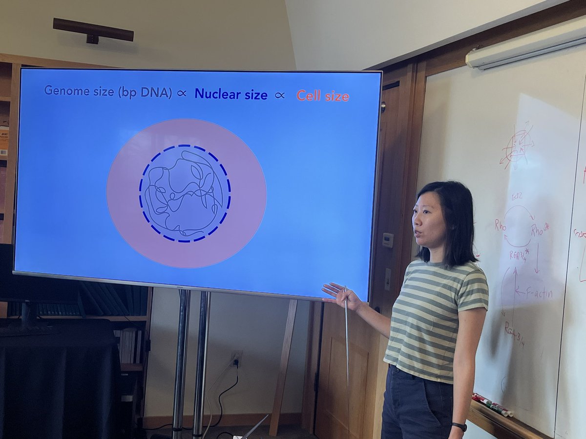 Coral Zhou <a href="/CoralZhou/">Coral Zhou</a> sharing the power of Xenopus extracts to study genome scaling at the <a href="/cshlxeno/">cshlxeno</a> course. <a href="/WalentekLab/">Peter Walentek</a> <a href="/CSHL/">Cold Spring Harbor Laboratory</a>