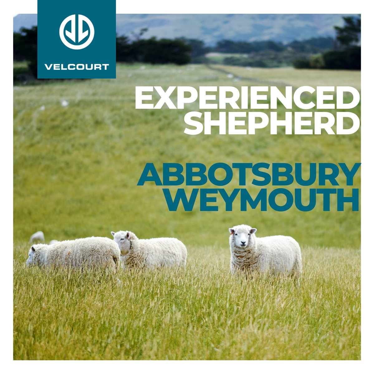 Are you passionate about farming and ready to make an impact?

Evershot farms are looking for an experience shepherd as the Estate are looking to re-establish a 2000 ewe lambing flock at Abbotsbury in Dorset.

Full details 👉velcourt.co.uk/jobs/experienc…