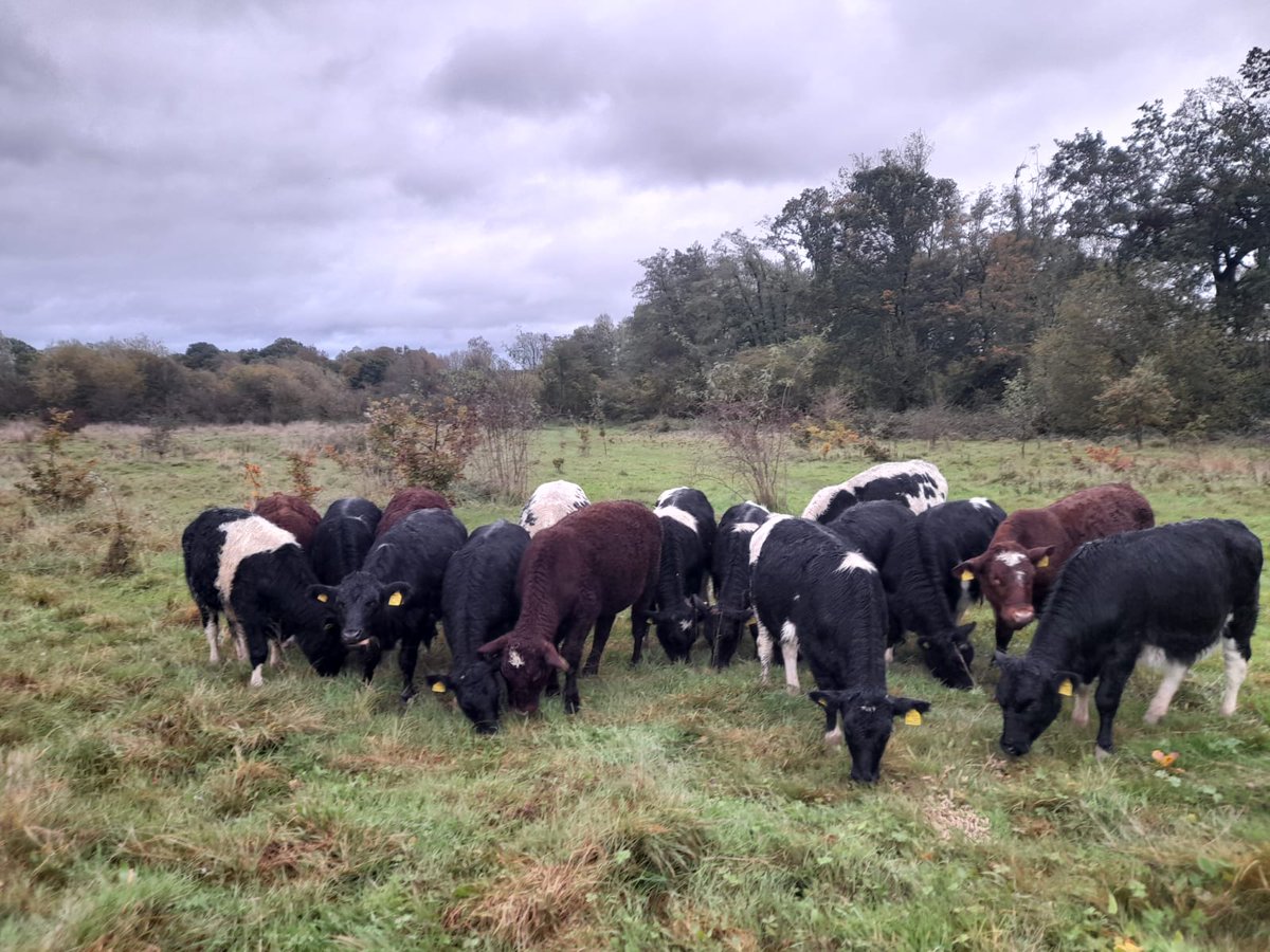 Great opportunity to work on our farm estate! We need Assistant Stockpersons to manage our livestock and deliver our conservation grazing programme. Join our enthusiastic team for a rewarding role that makes a difference! hiwwt.current-vacancies.com/Jobs/Advert/37…  <a href="/HantsIWWildlife/">Hampshire & Isle of Wight Wildlife Trust</a>  #stockperson