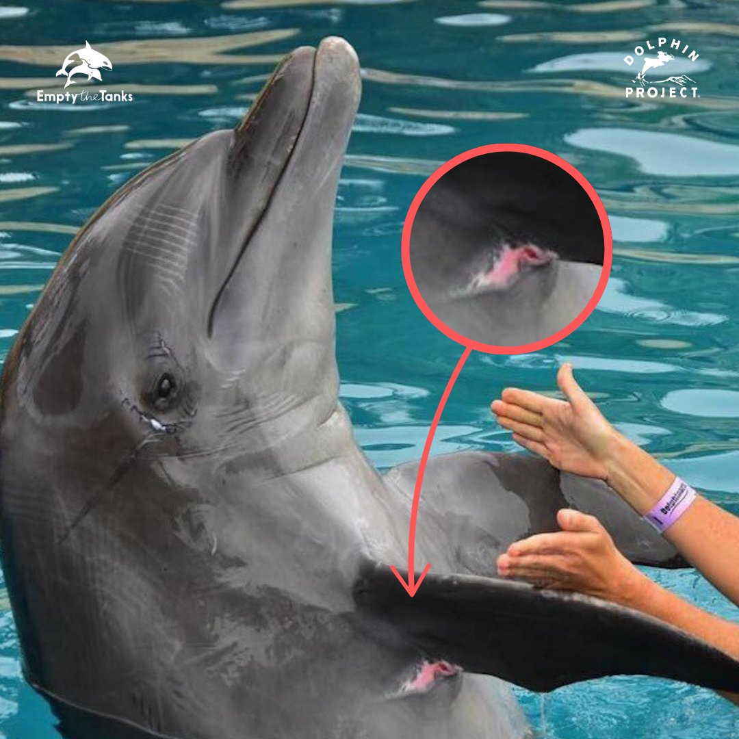 Dolphin Project tweet media