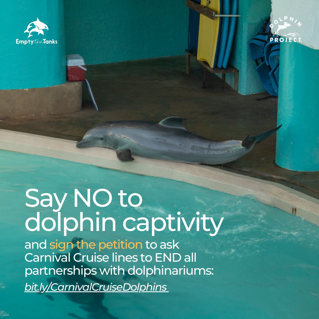 TAKE ACTION and sign the #petition at: bit.ly/CarnivalCruise… 

The cruise industry plays a massive role in the exploitation of captive dolphins. Please join us in asking Carnival Cruise Lines to do the right thing and cut all ties with the dolphin and whale captivity industry.